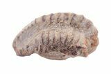 Bargain Enrolled Trilobite (Ditomopyge) Fossil - Oklahoma #275317-1